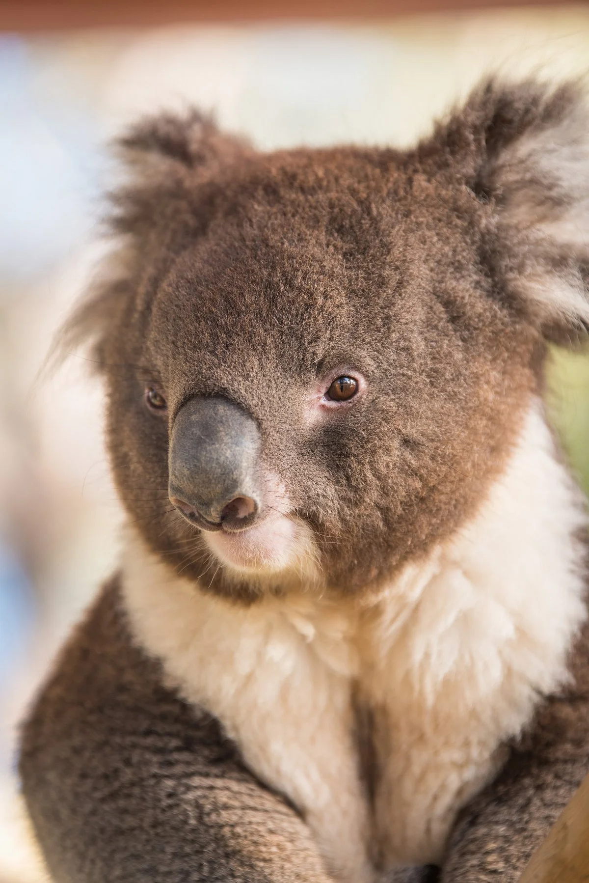 Kyabram Fauna Park