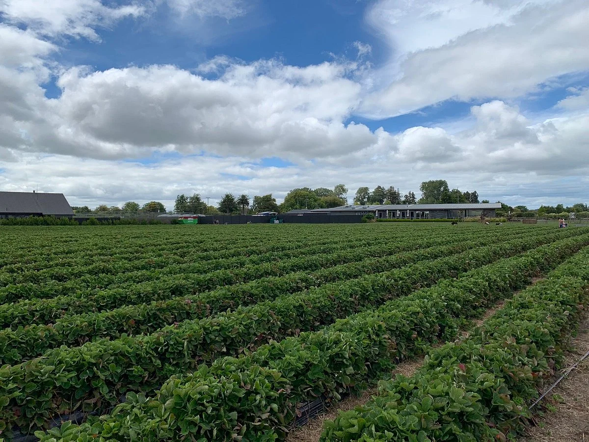Ruakura Berry Farm