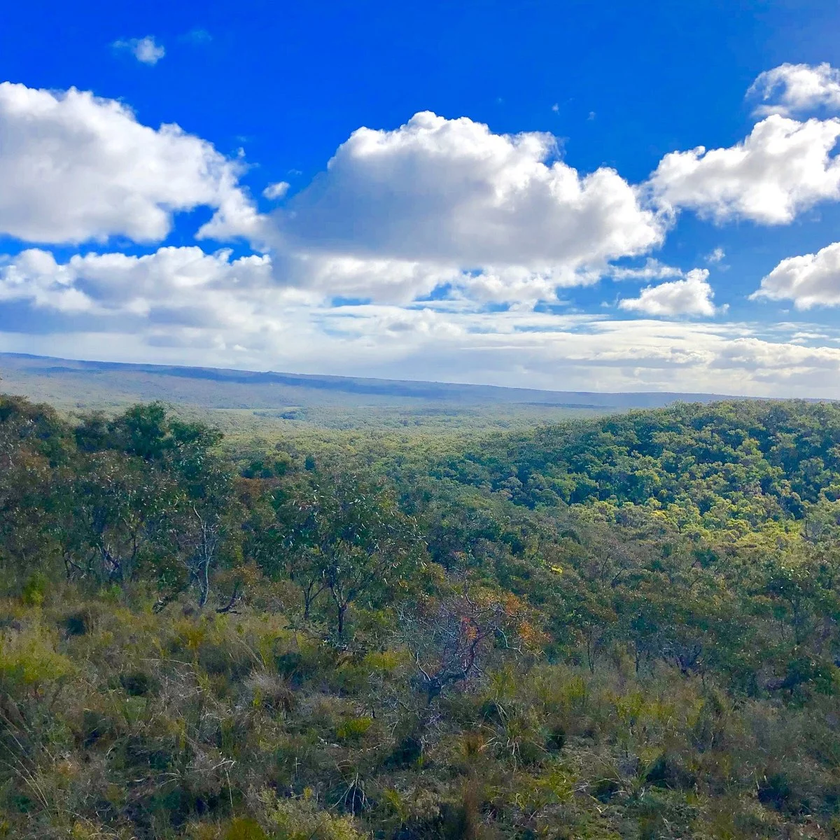 Spring Creek Horse Rides