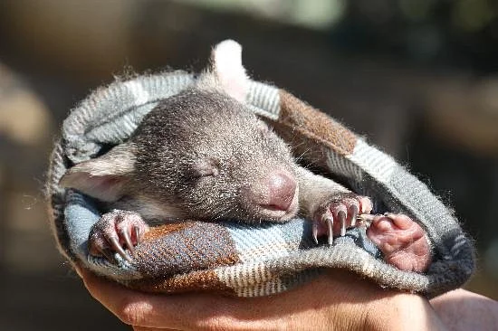 Bonorong Wildlife Sanctuary