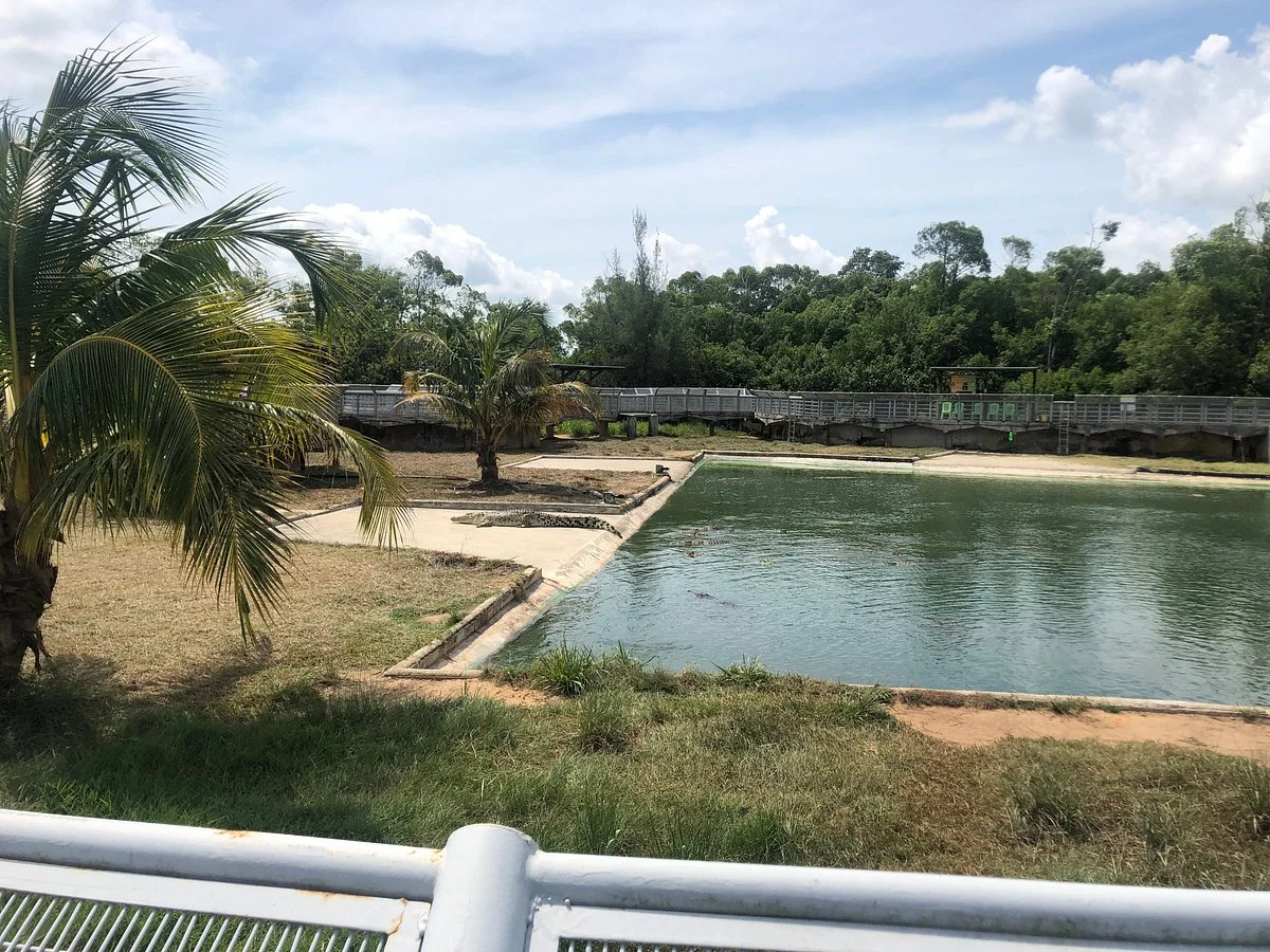 Sarang Buaya Pasir Gudang