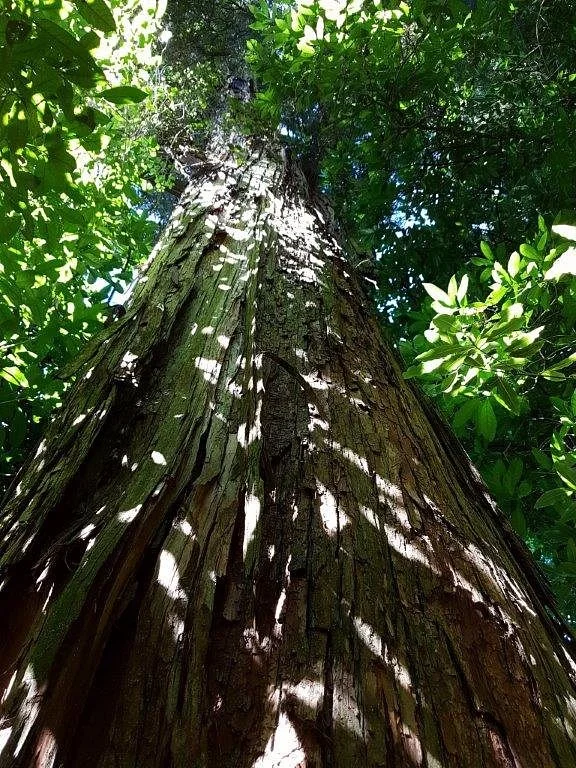 Talbot Forest Scenic Reserve