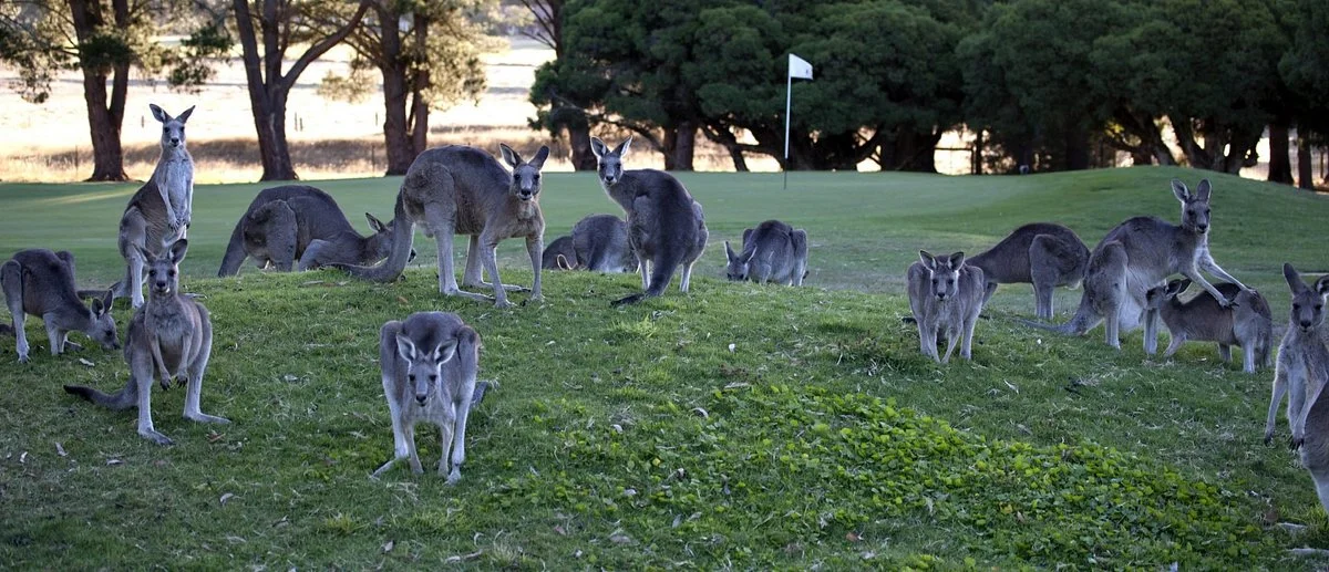 Kanga Tours - Kangaroo Sightseeing Tours