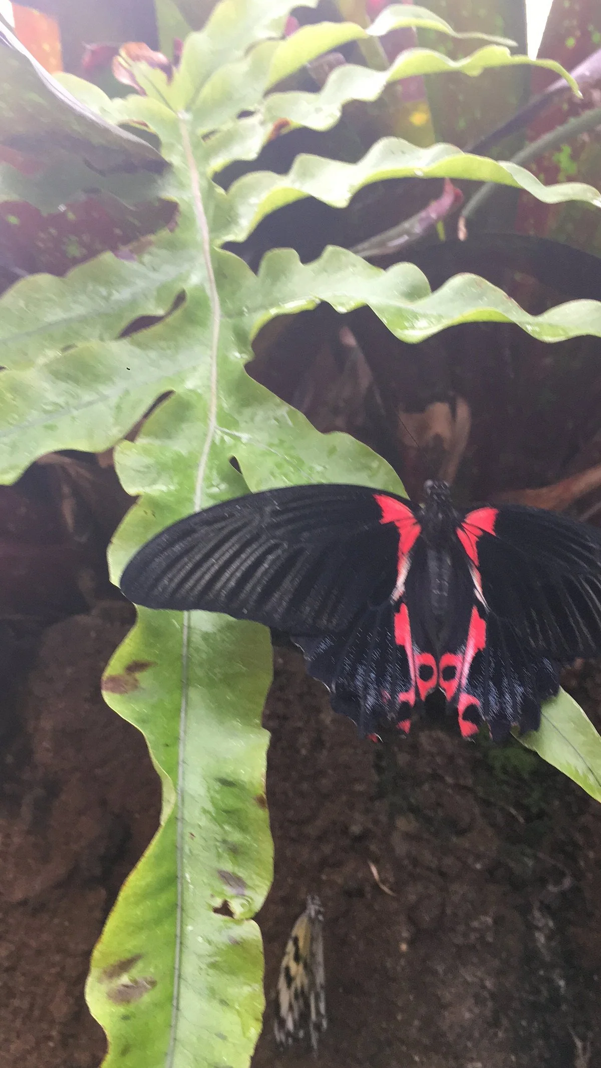 Discovery World Tropical Forest