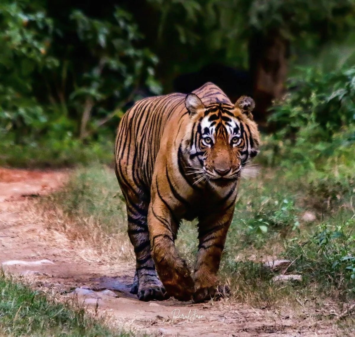 Sariska National Park