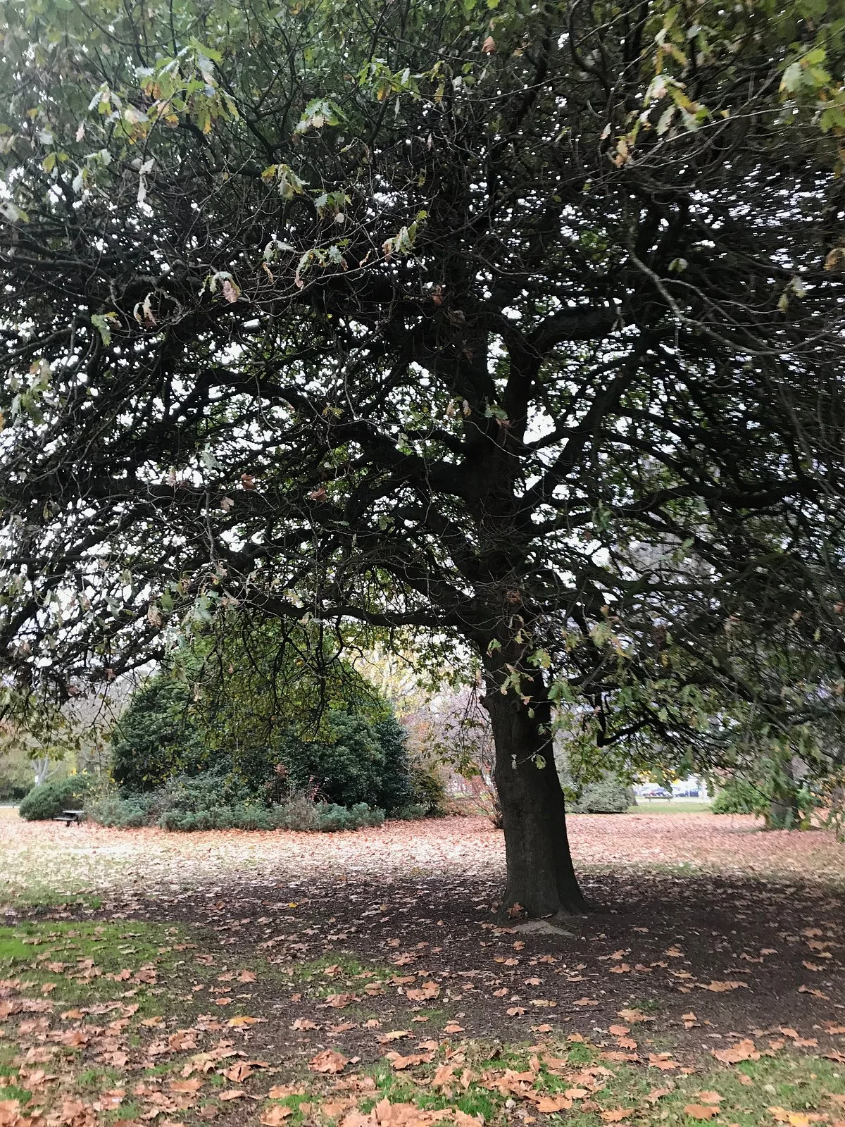 The Linear Park Arts Discovery Trail