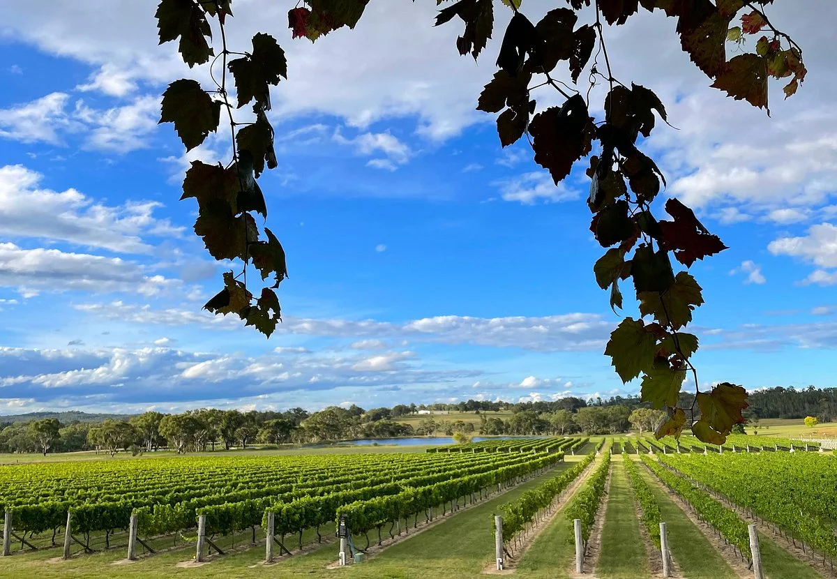 Savina Lane Wines