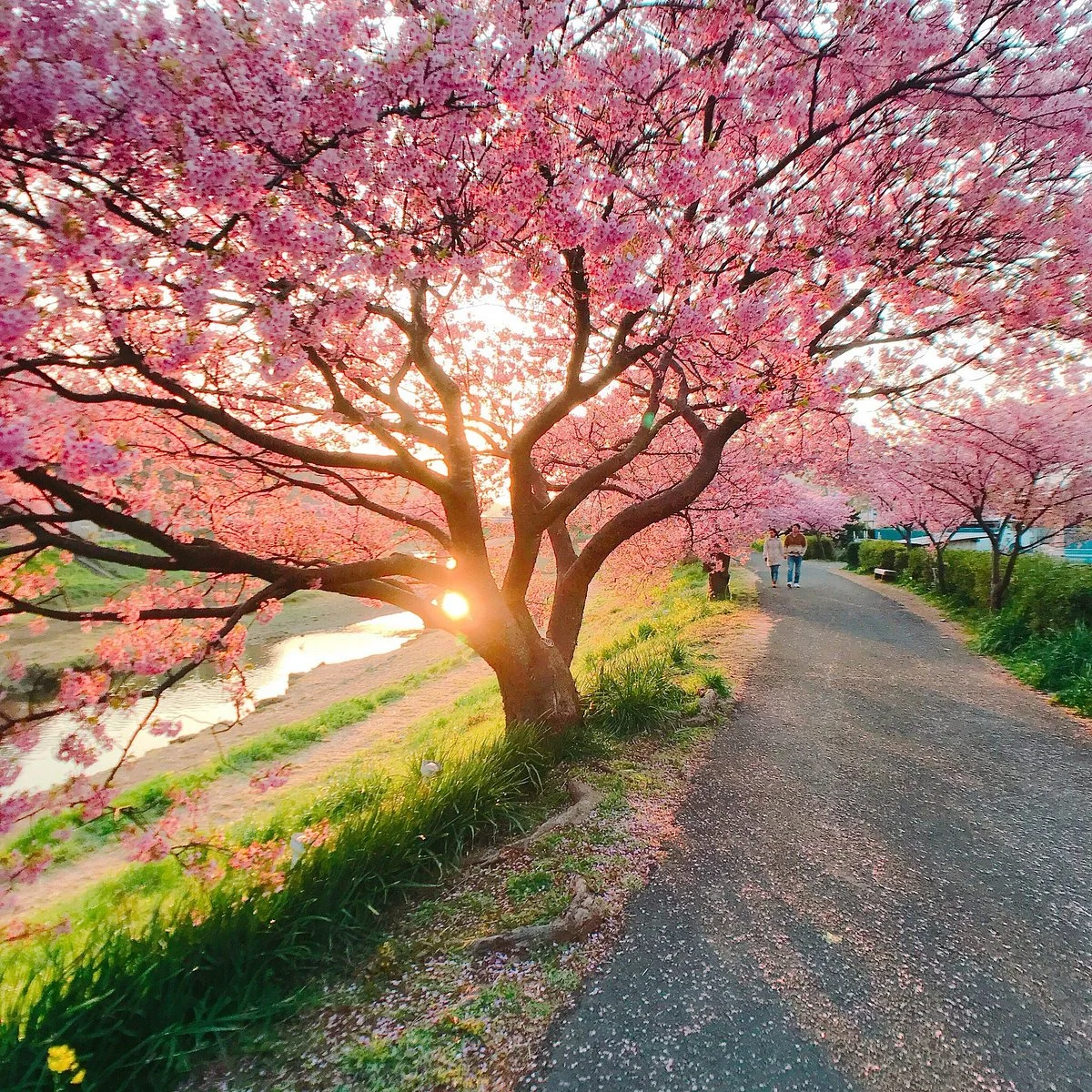 Minamino Cherry Blossom and Nanohana Festival
