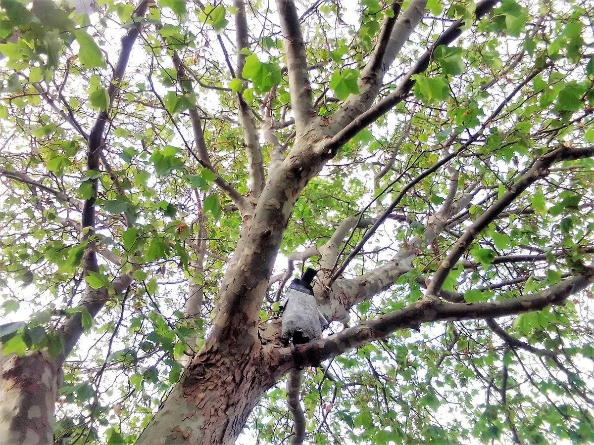 Mystery In The Trees