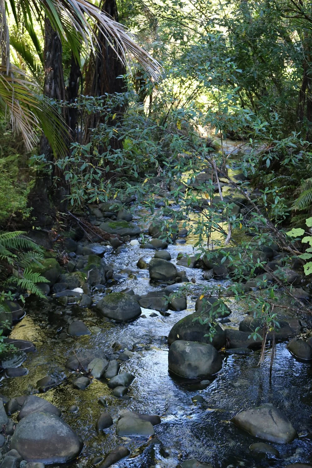 Morere Hot Springs