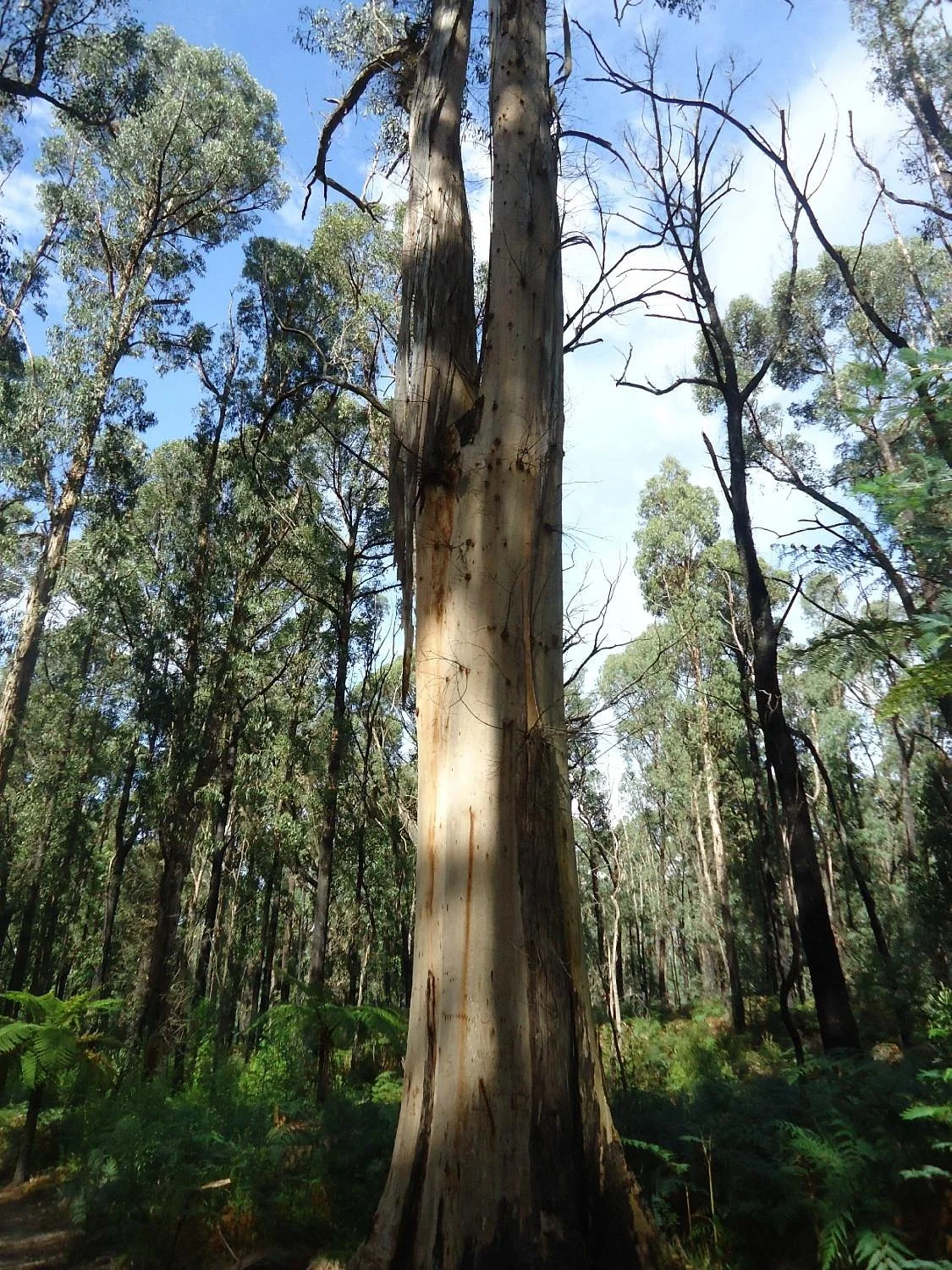 Lyrebird Forest Walk