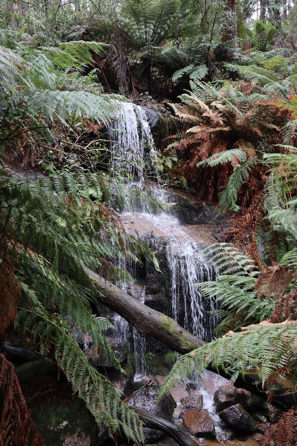 Mount Cole State Forest