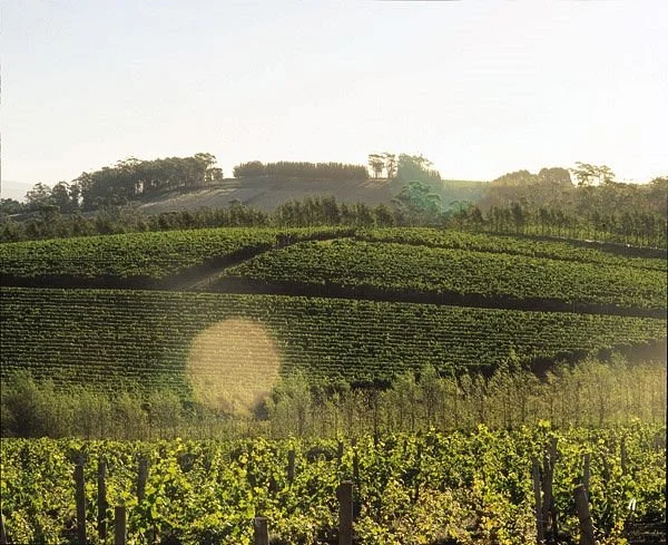 Pipers Brook Vineyard
