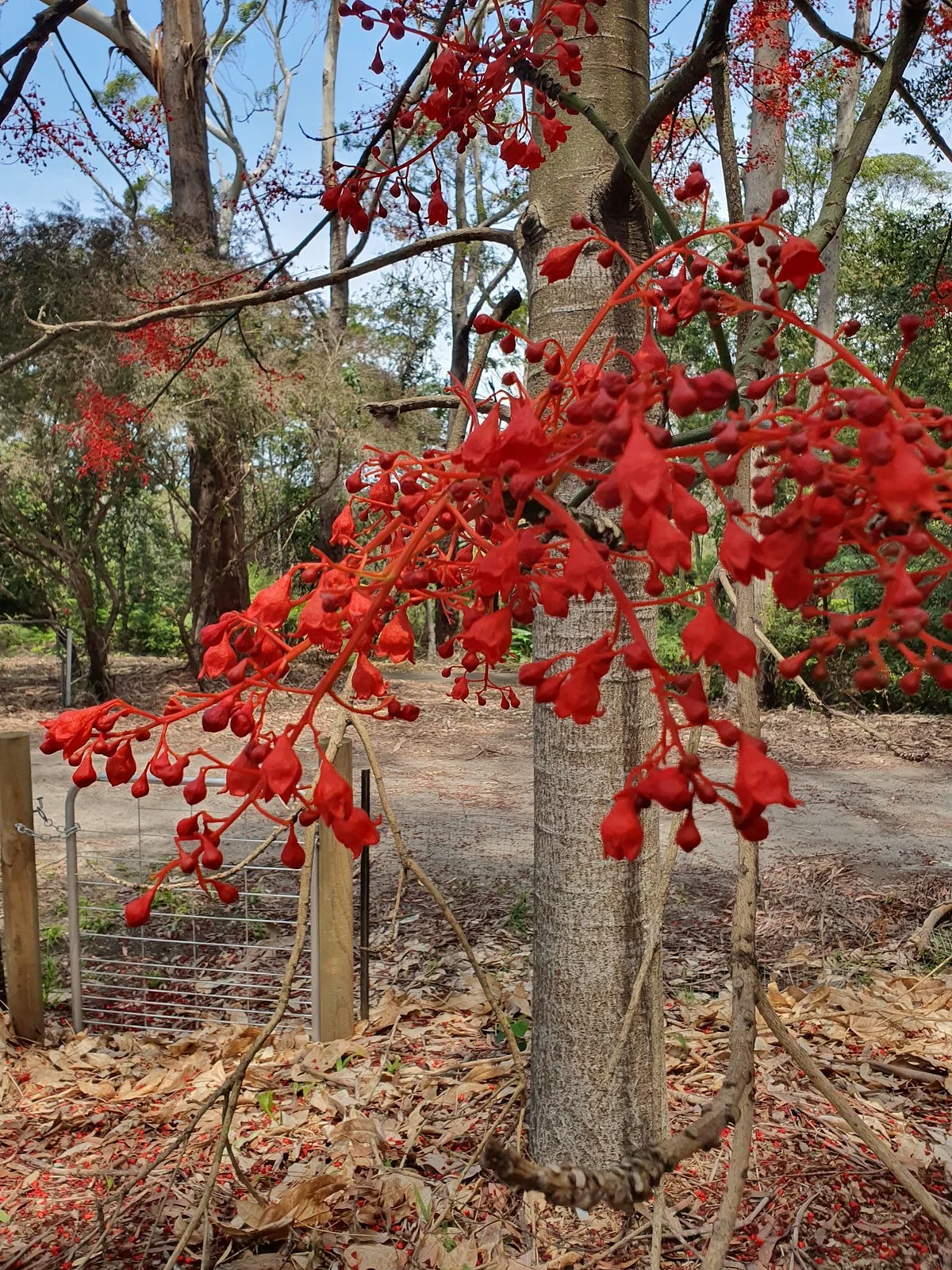 Booderee Botanic Gardens