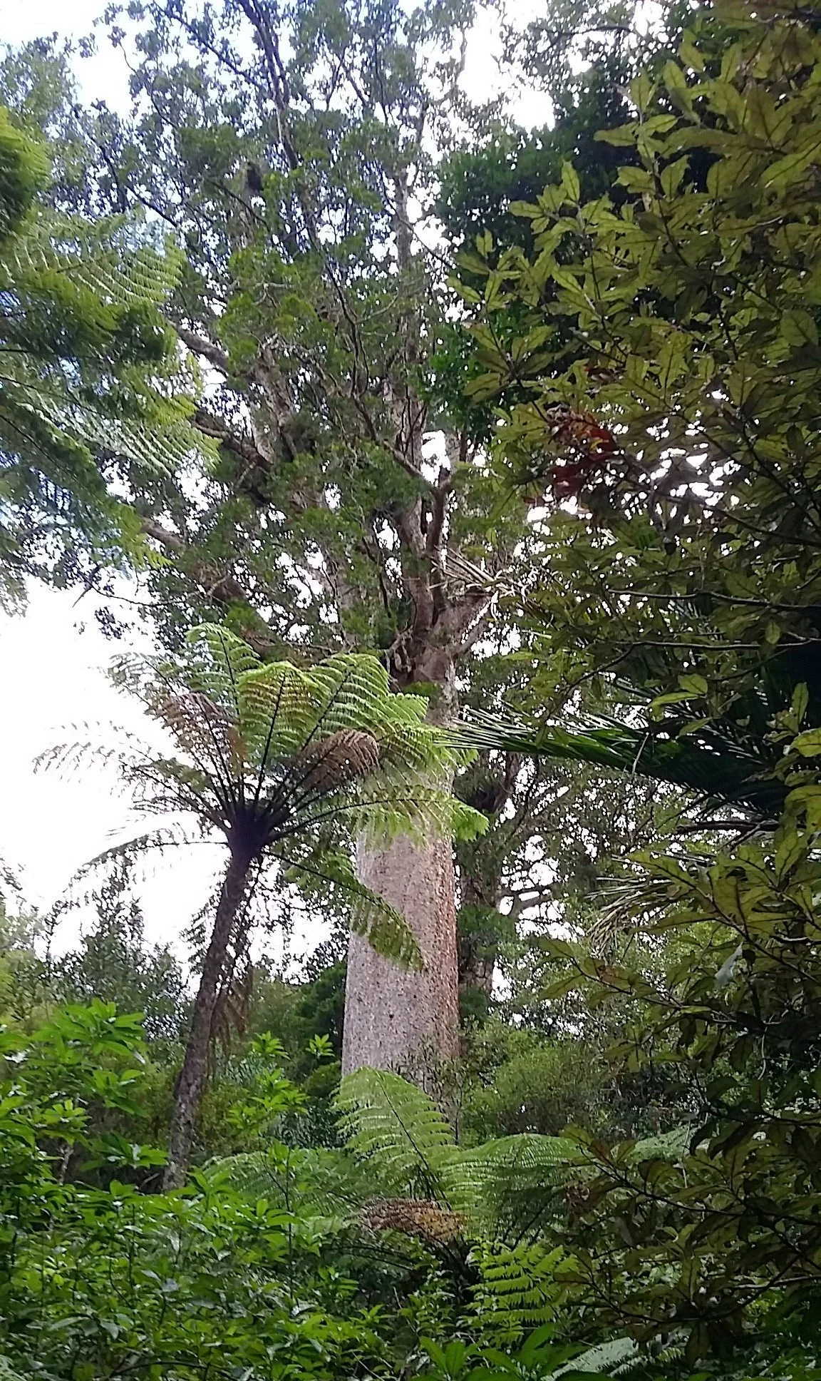 Tuahu Kauri Track