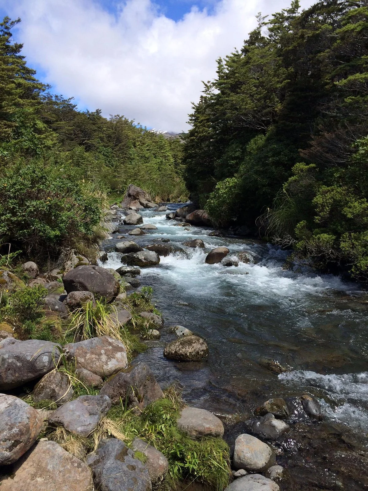 Whakapapa Nature Walk