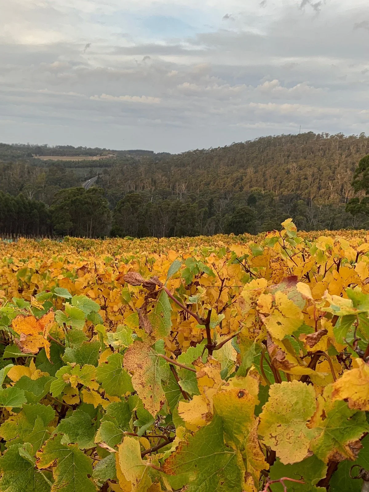 Sinapius Vineyard
