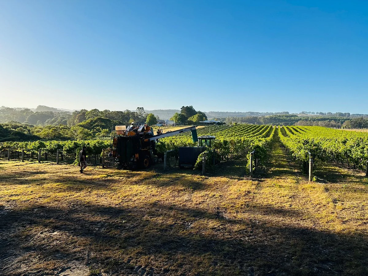 Duckett's Mill Wines and Denmark Farmhouse Cheese