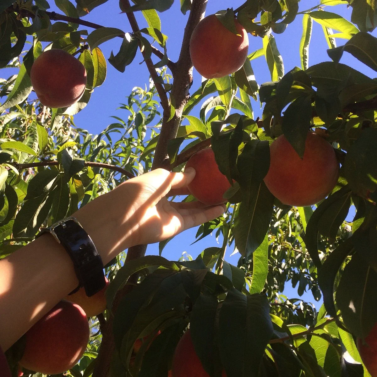 Pine Crest Orchard