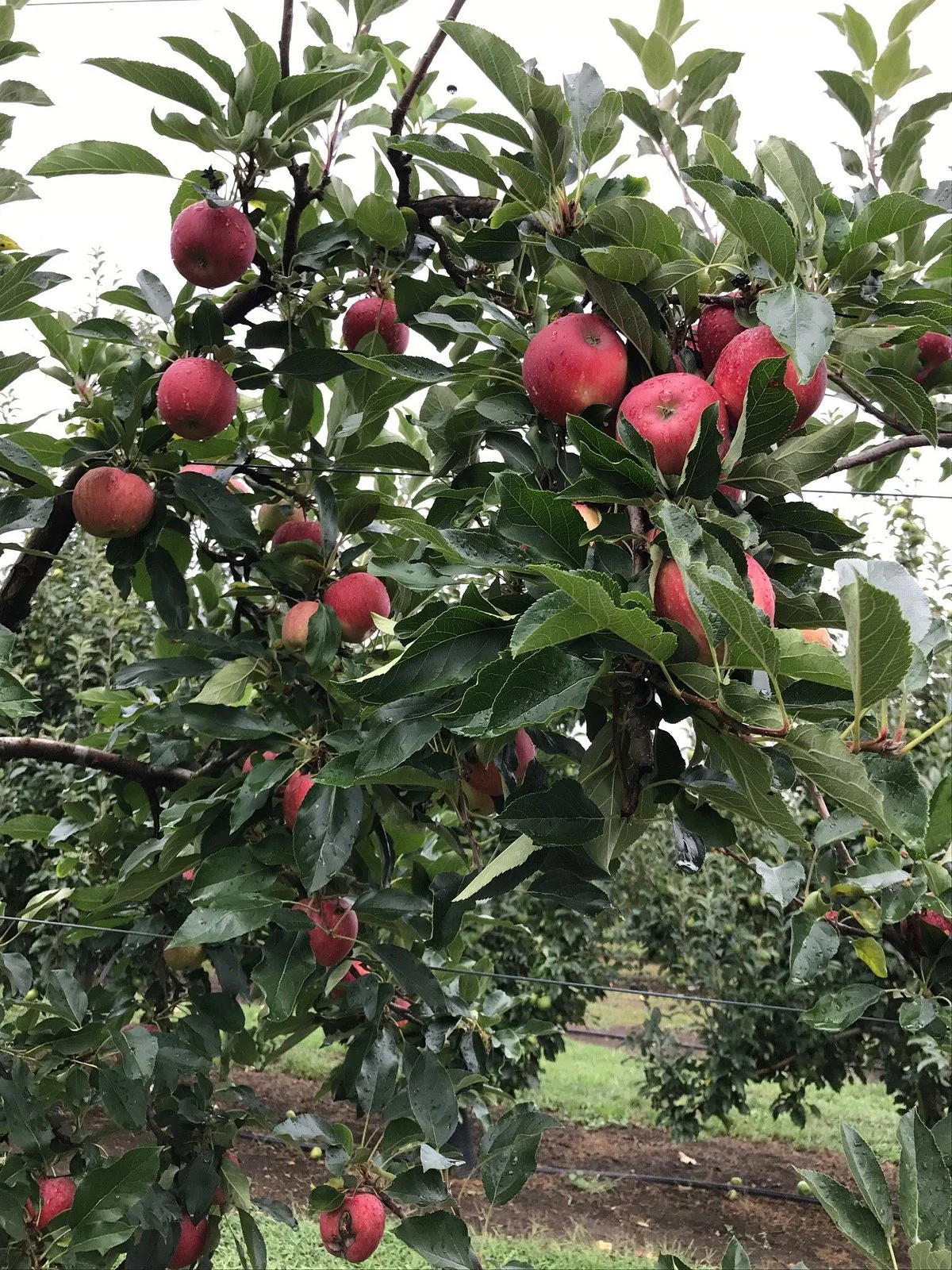 Bilpin Springs Orchard
