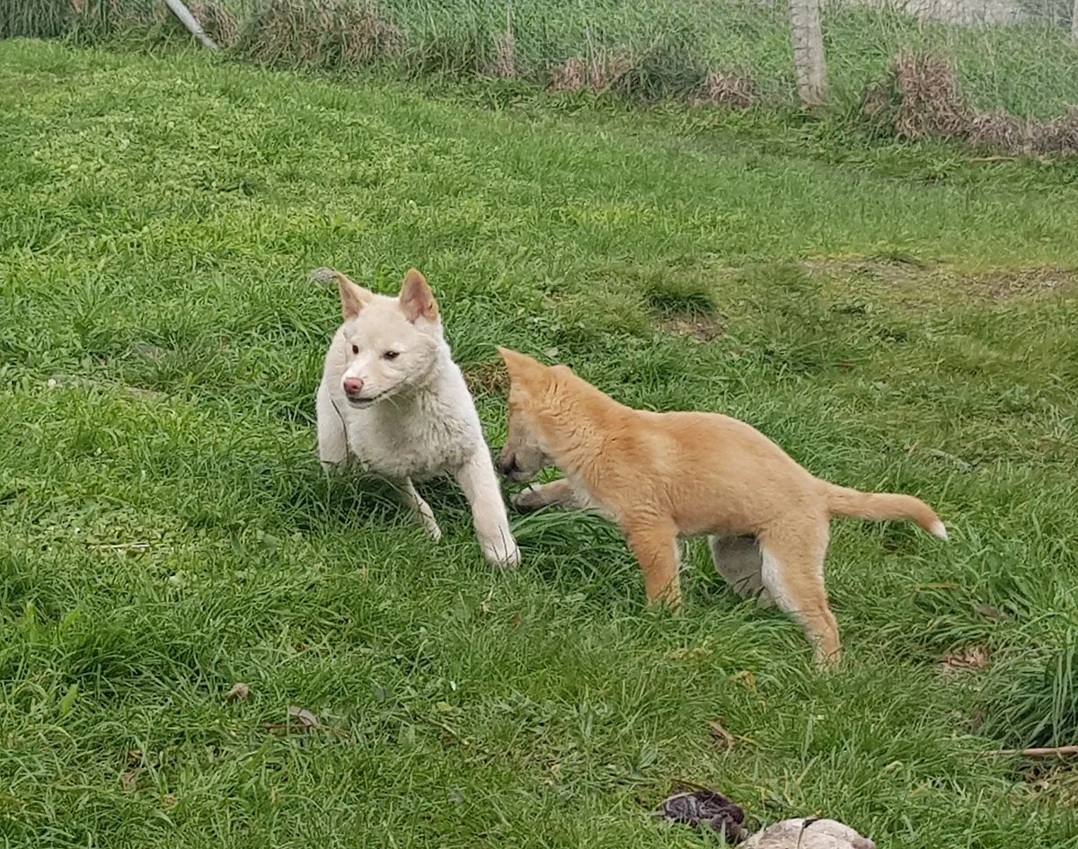 Dingo Discovery Sanctuary and Research Centre