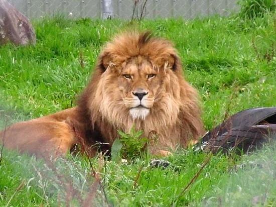 Pouakai Zoo