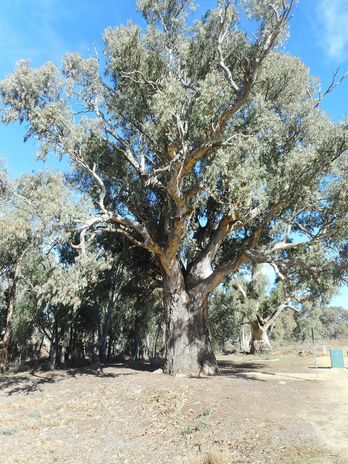 Giant Red Gum Tree
