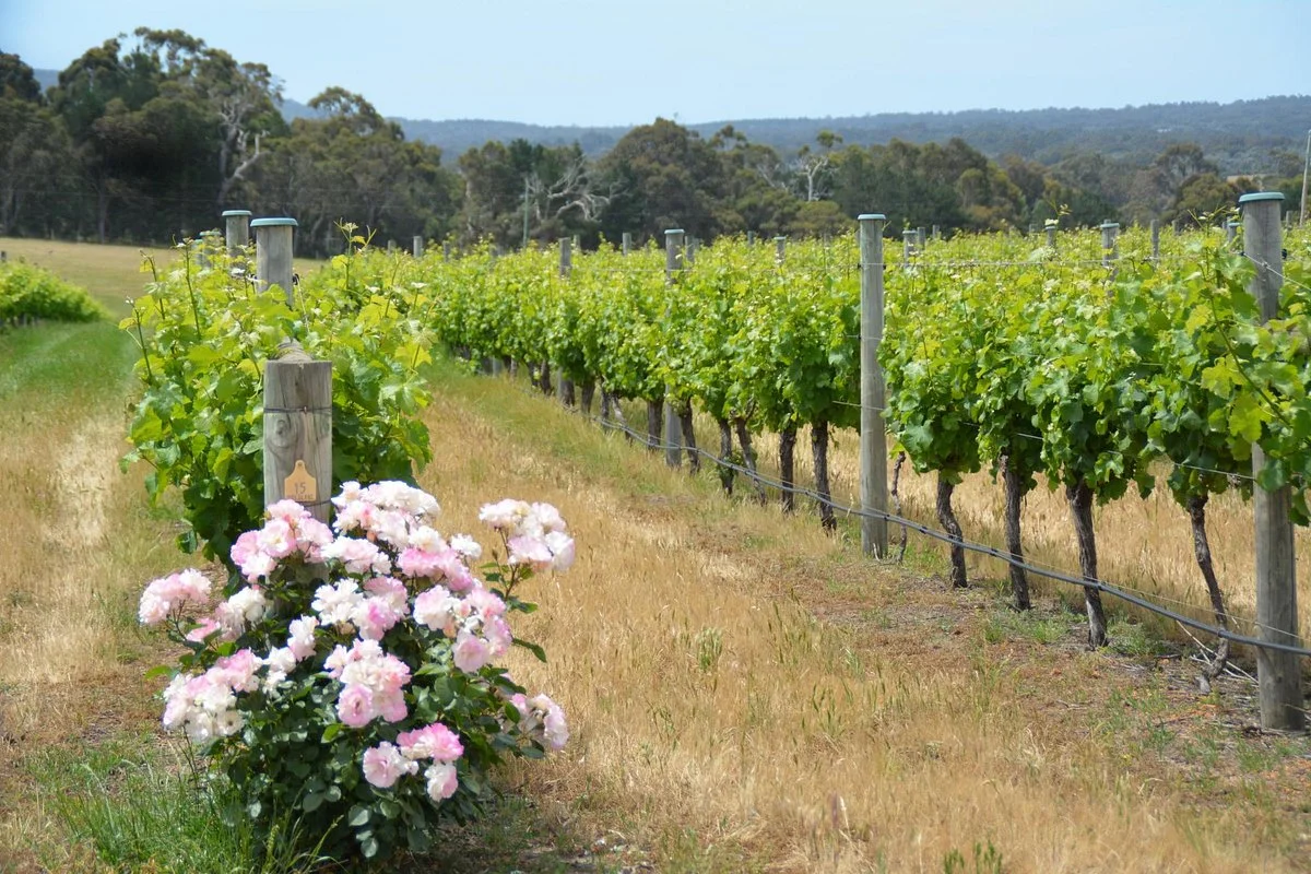 Windance Estate Wines