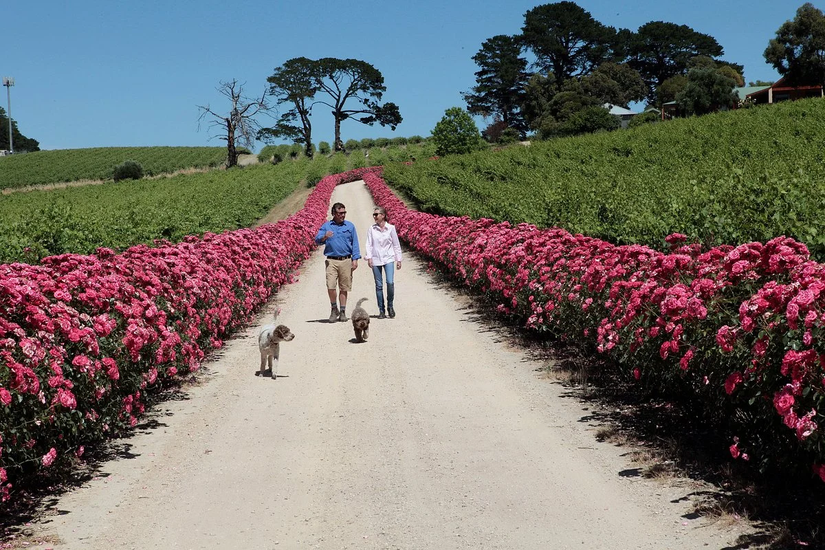 DogRidge Winery