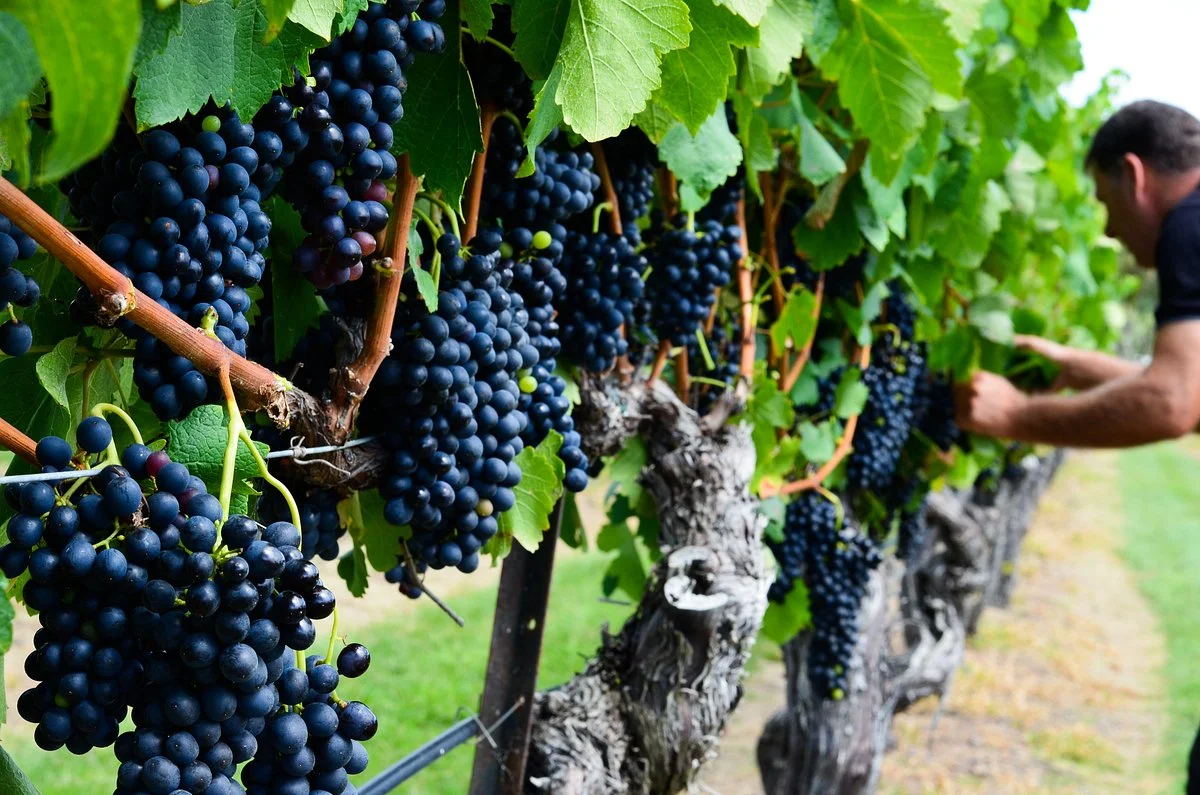 Tobin Winery