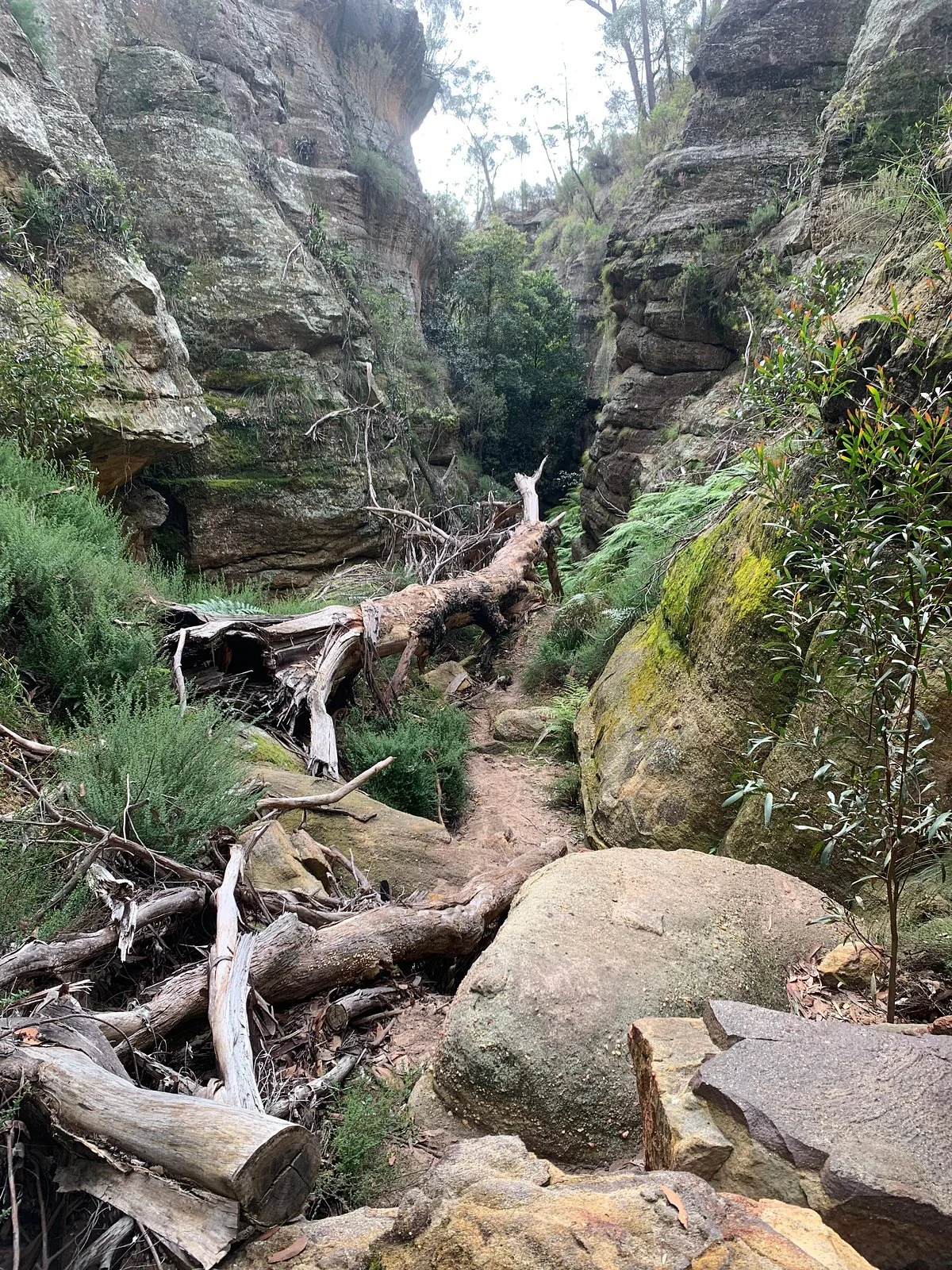 Ferntree Gully