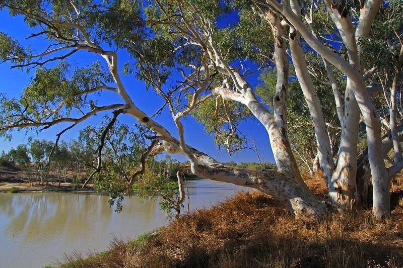 Burke and Wills Tree