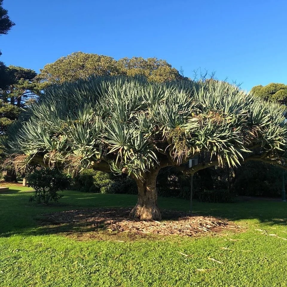 Koroit Botanical Gardens