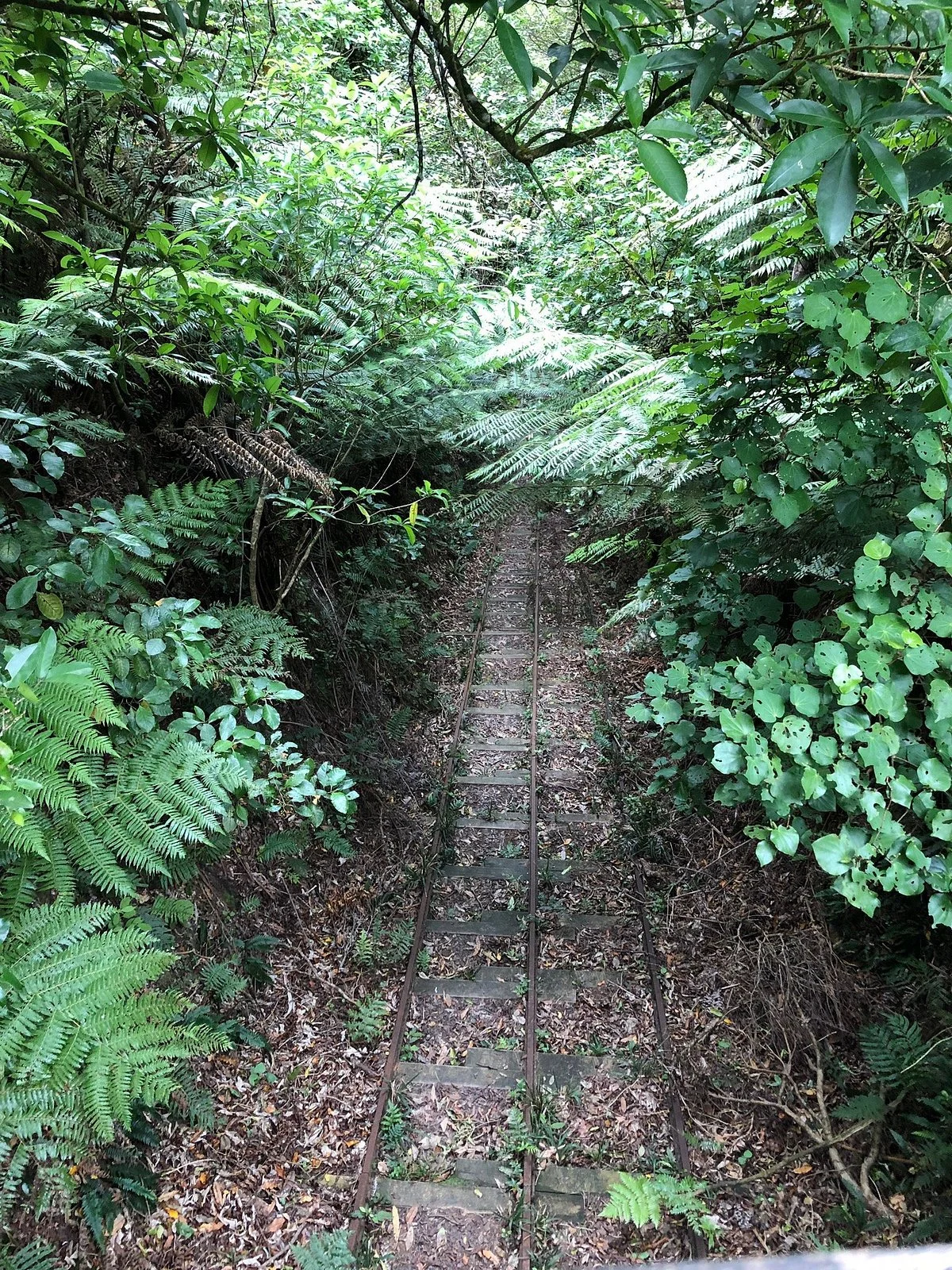 Waiorongomai Valley Tramping Tracks