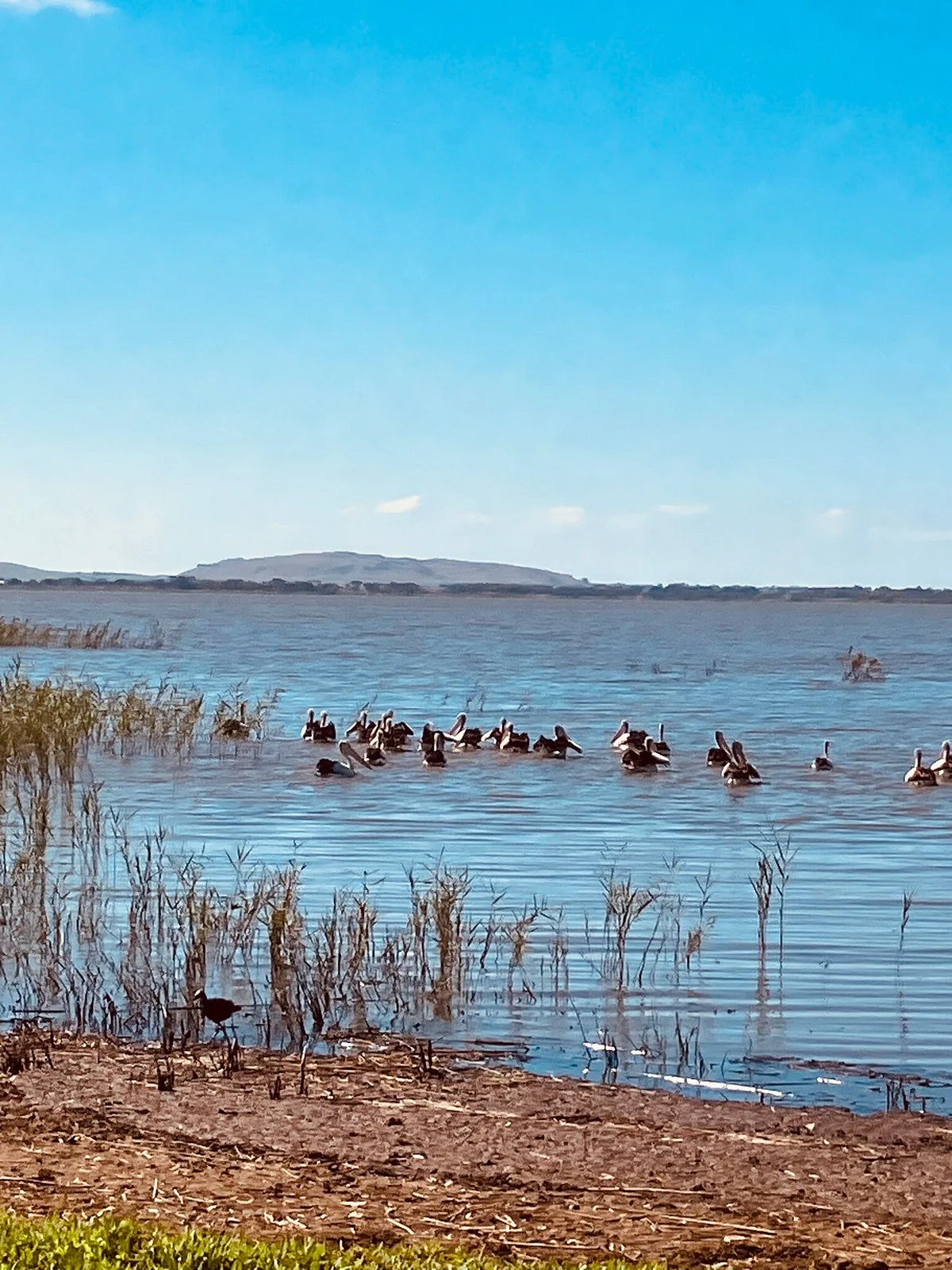 Colac Bird Reserve