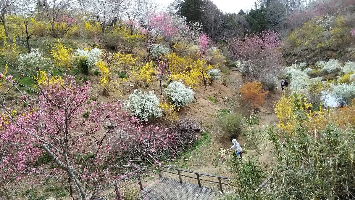 Hana no Yama