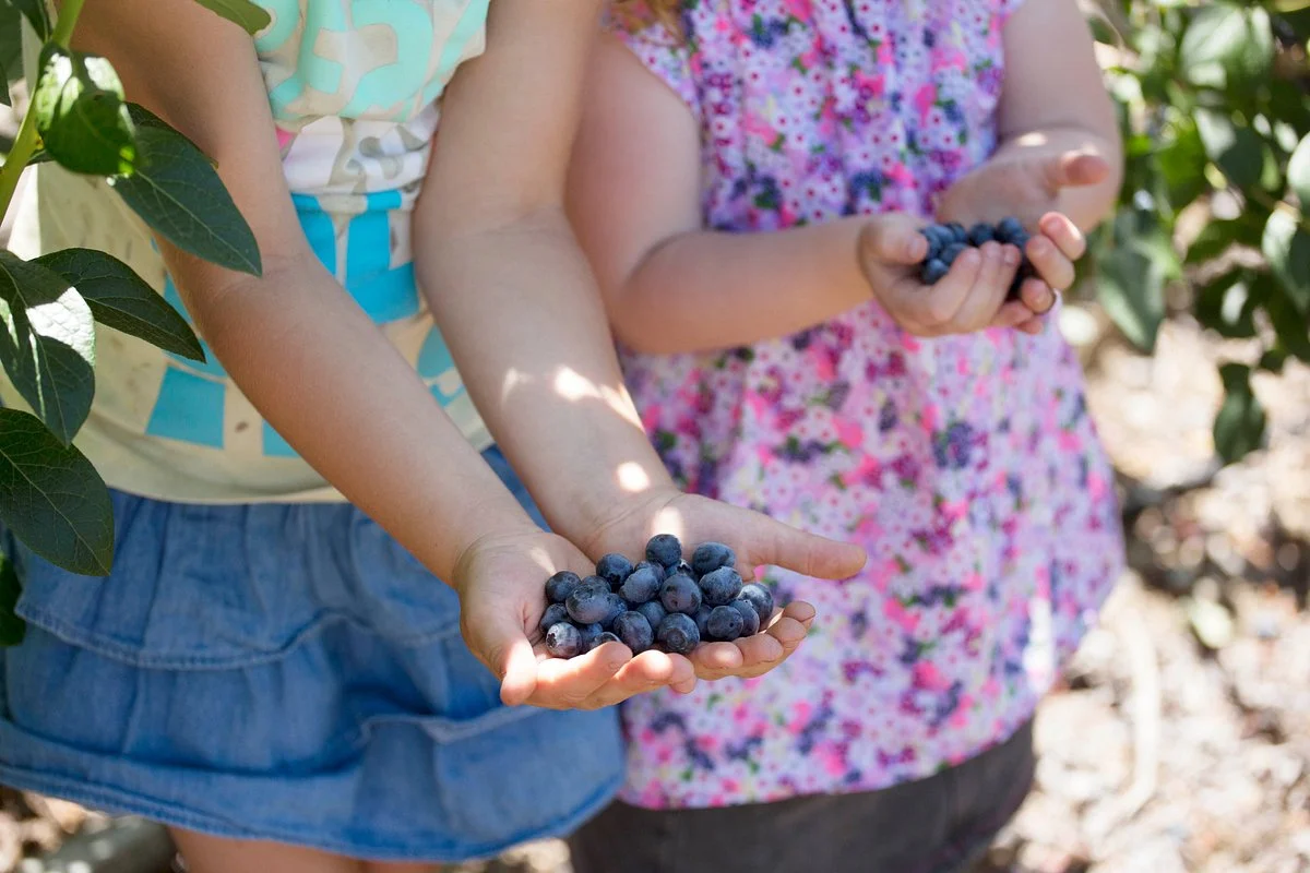 Otway Blueberries
