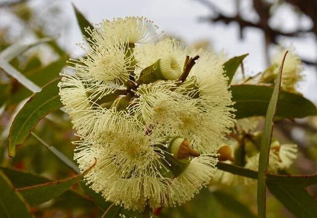 Monarto Conservation Park