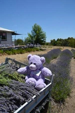 Nannup Lavender Farm