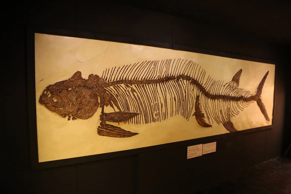 The Big Fish Fossil Hut