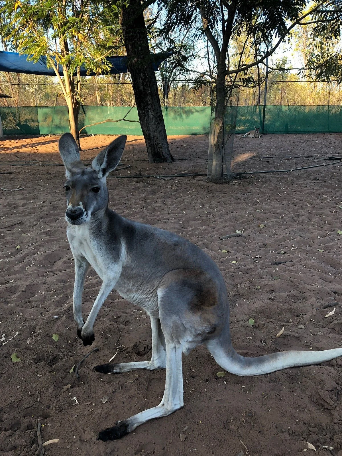 Kangaroo Haven
