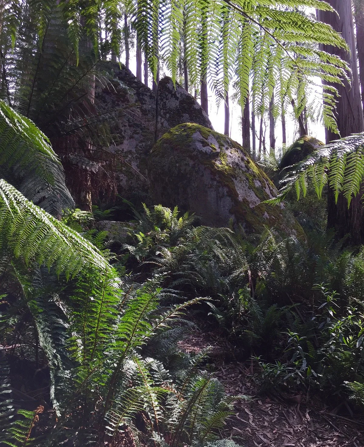 Mushroom Rocks