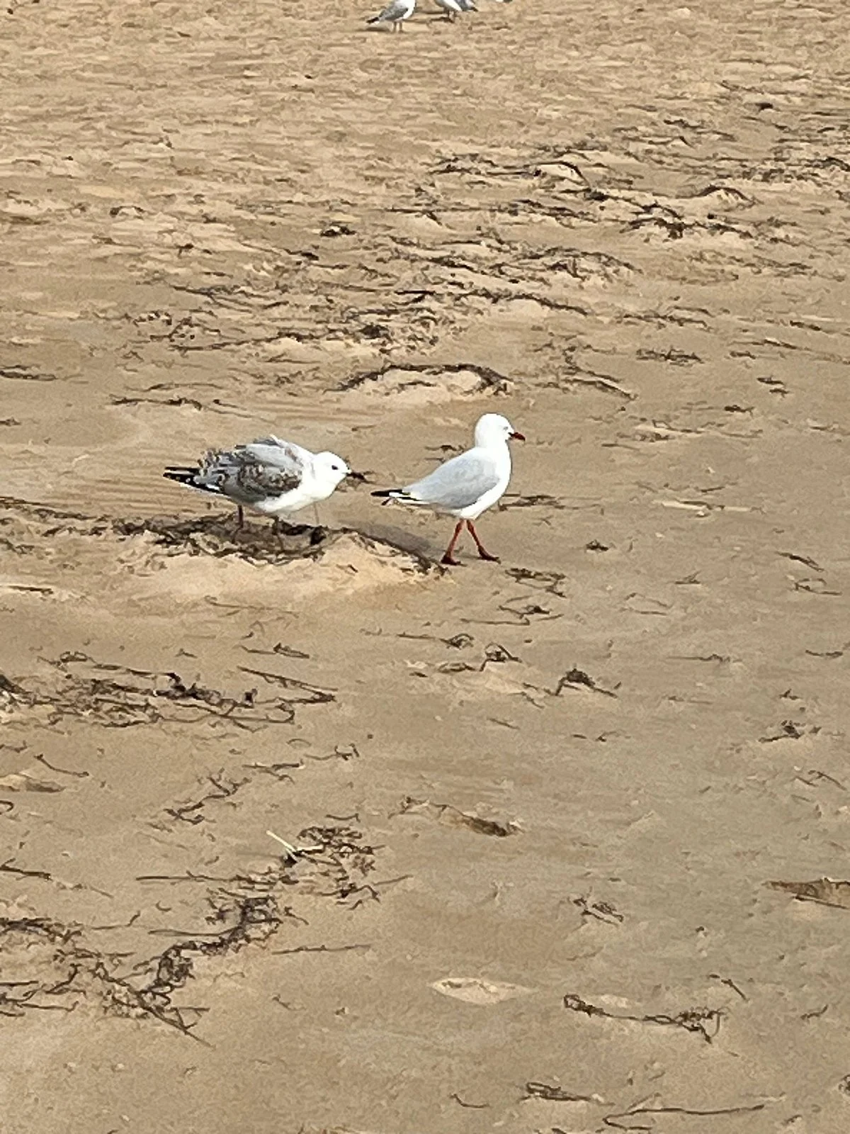 Port Sorell Boat Ramp