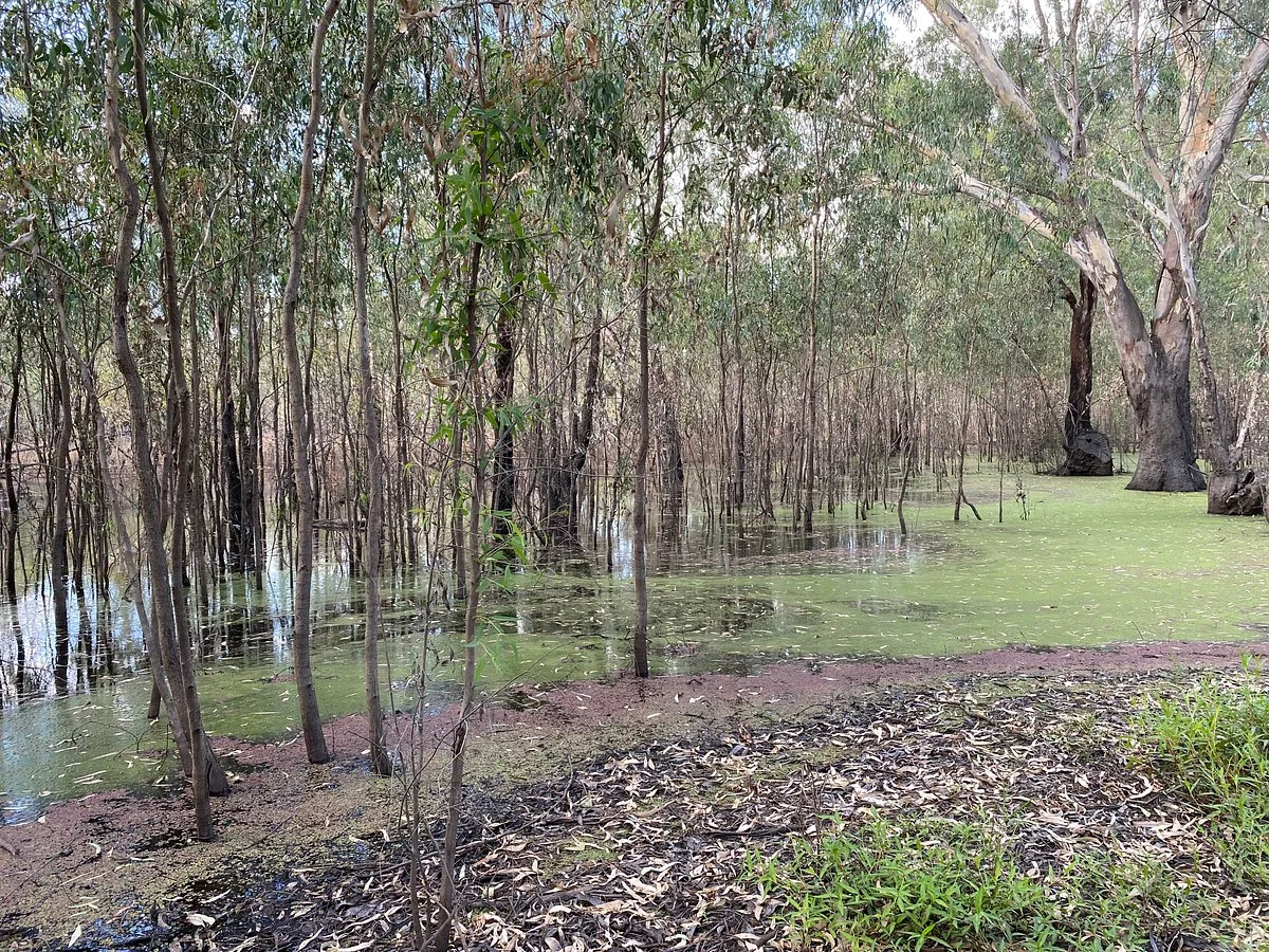 Gemmill Swamp Wildlife Reserve