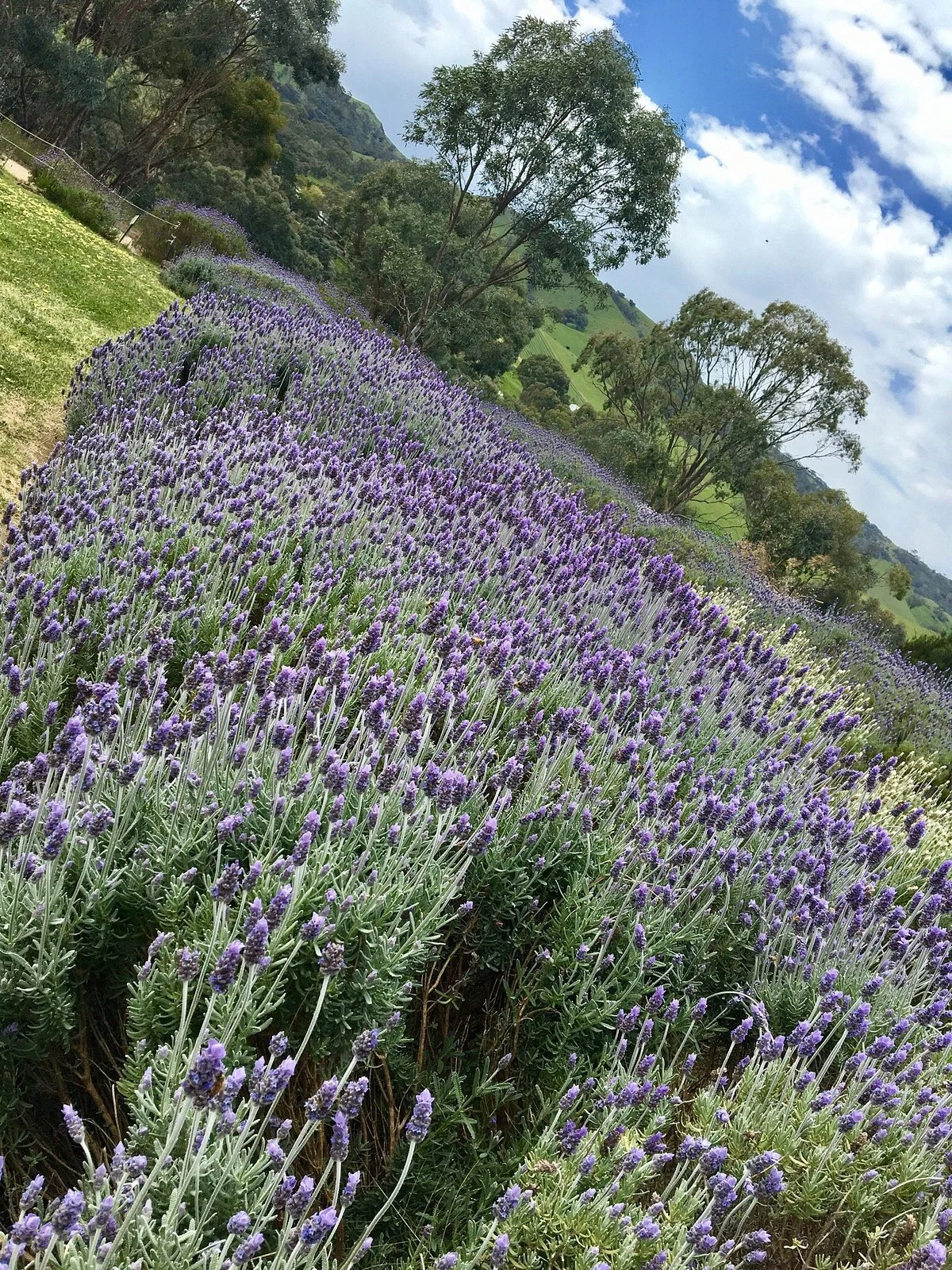 Lyndoch Lavender Farm