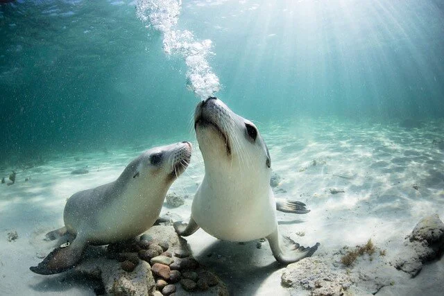 Baird Bay Ocean Eco Experience