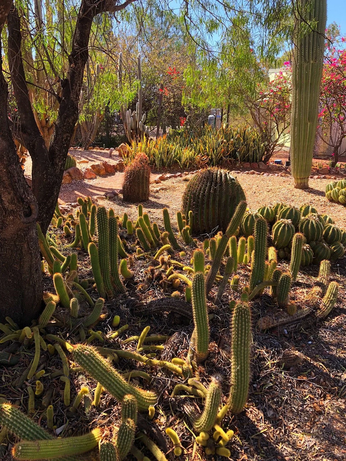Bevans Black Opal & Cactus Nursery