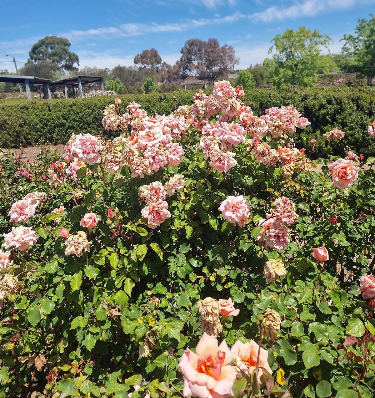 The Rose Maze