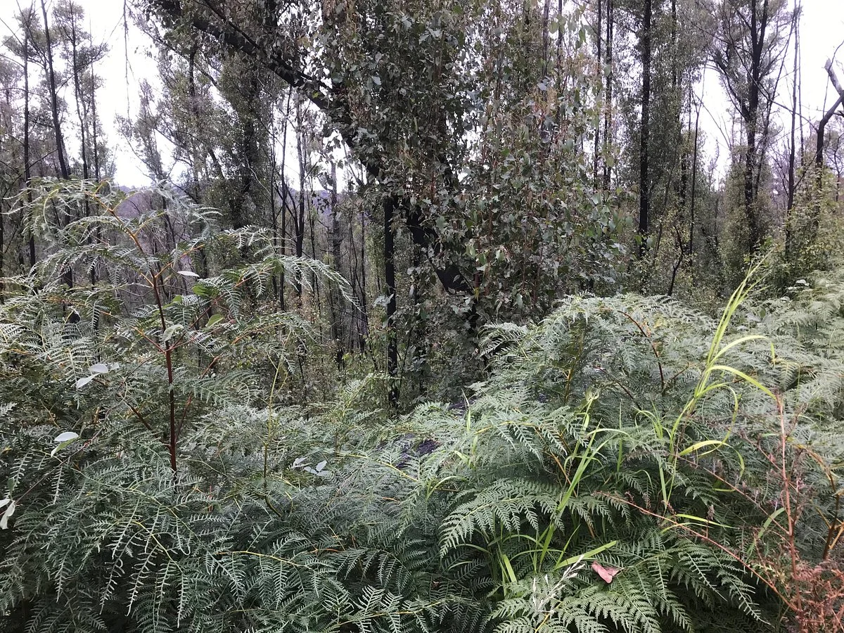 Errinundra National Park