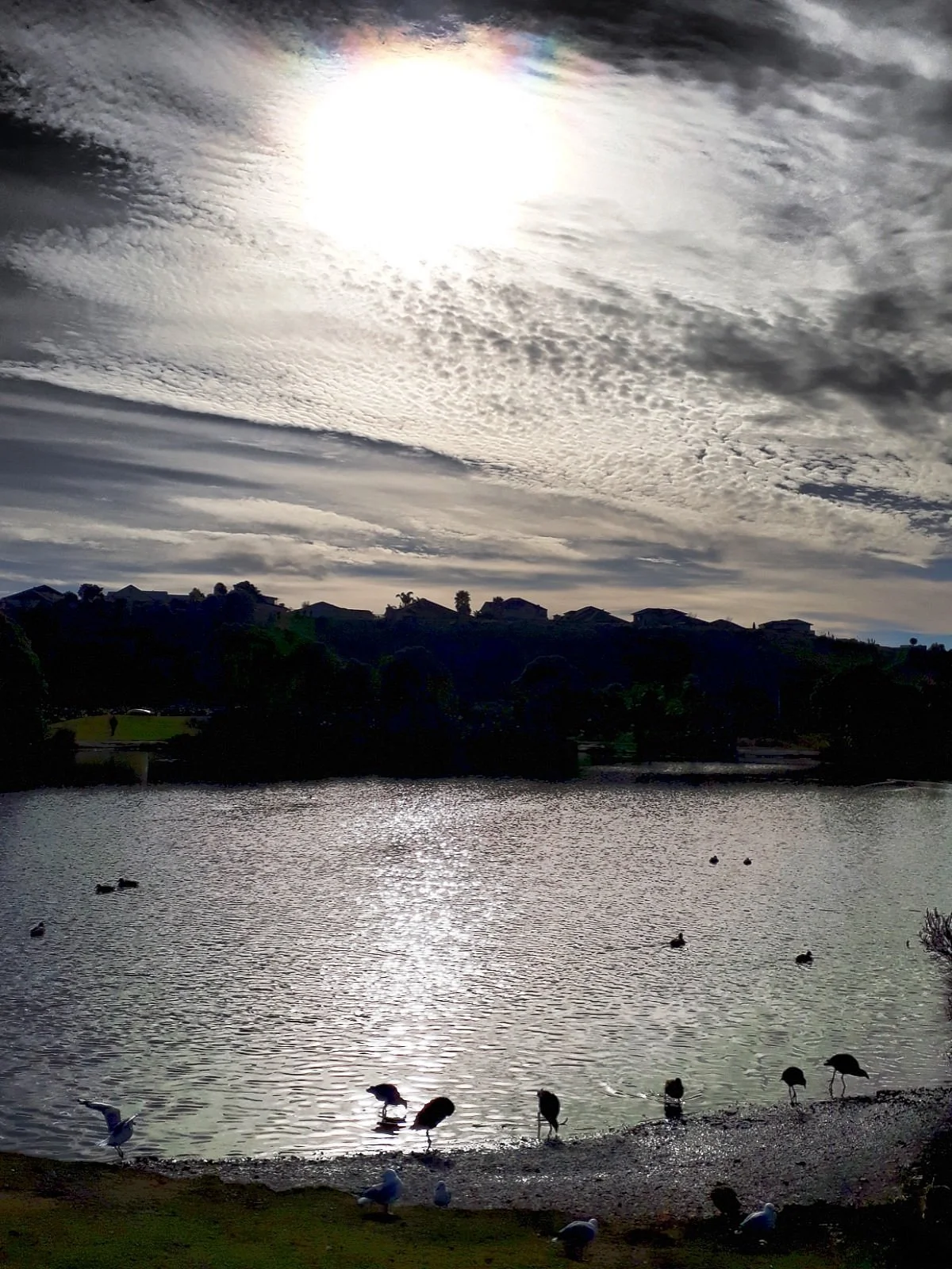 Gordon Carmichael Reserve